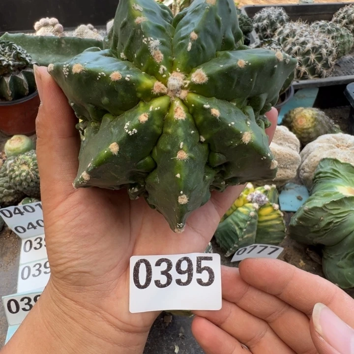 核桃仙人球395号10.8cm