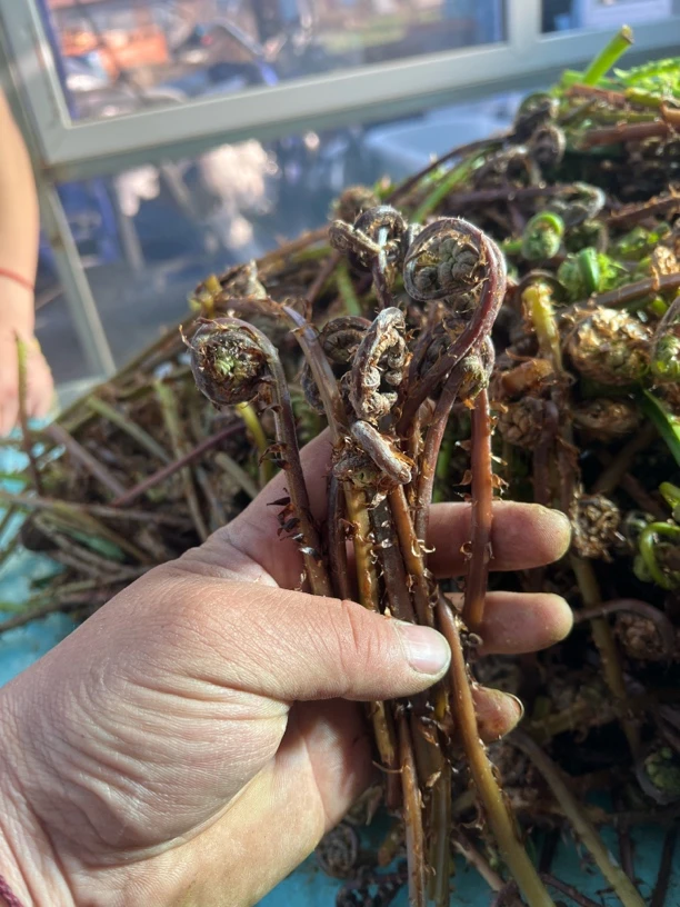 东北野生猴腿，现摘现发的野菜