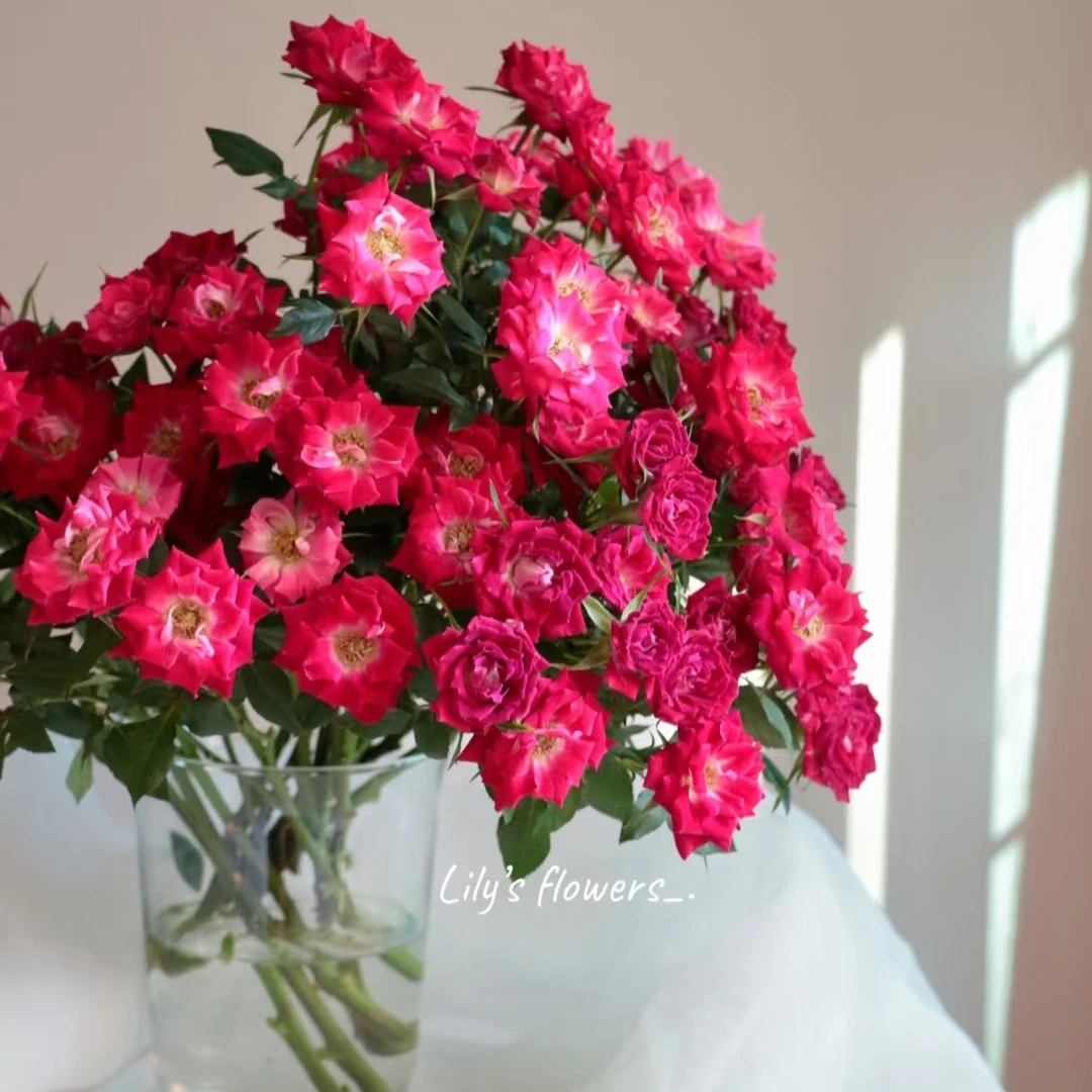 波塞尼娜单多头玫瑰10枝，云南昆明斗南直发