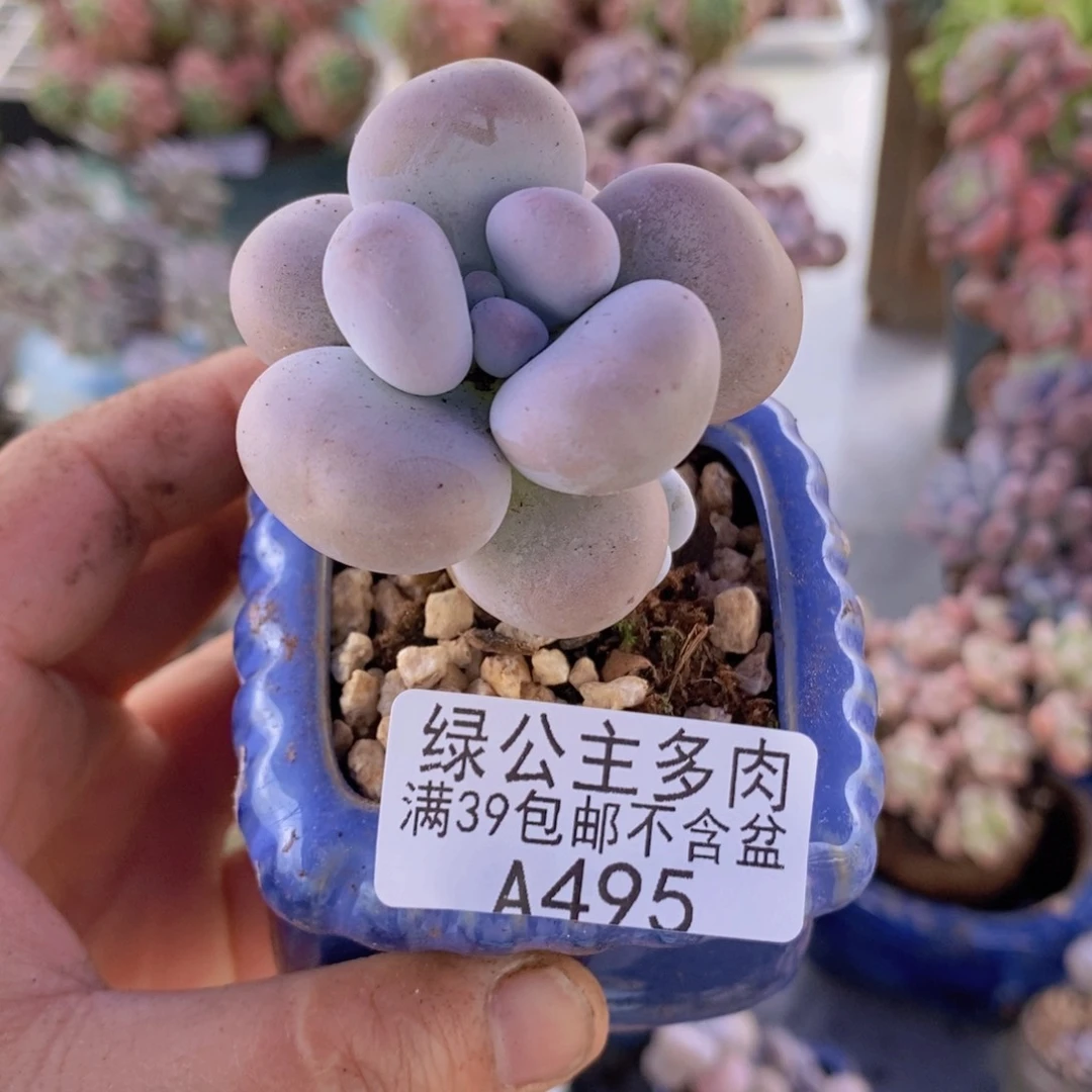 芭比奶洛单头5cm495多肉植物