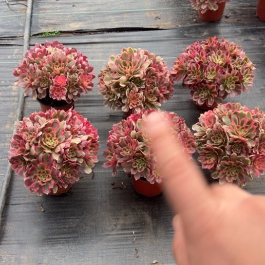 七彩石一颗包邮福利