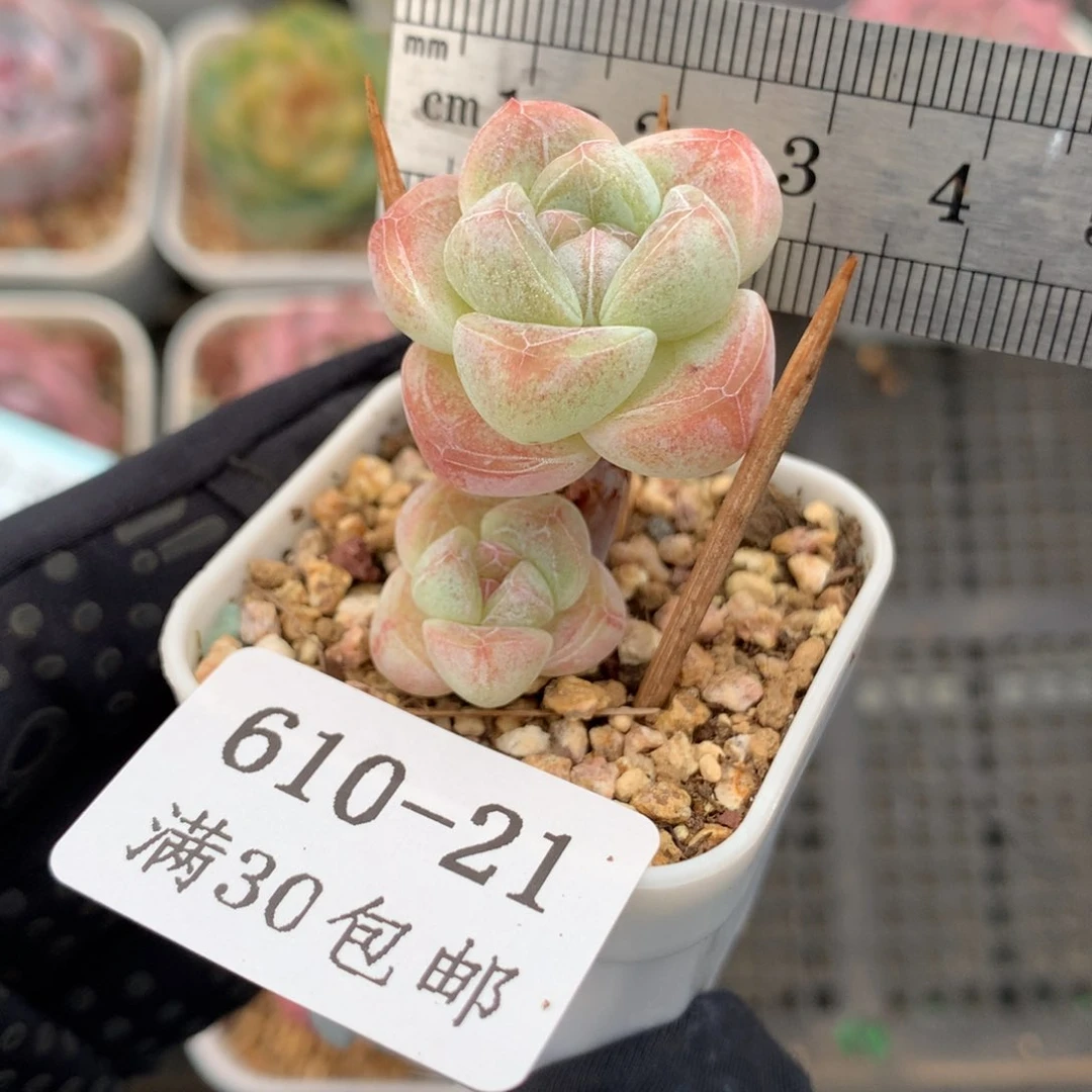 21。长腿小脸冰玉2.5cm。