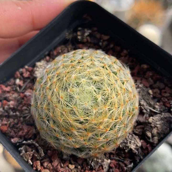 明星          实生根