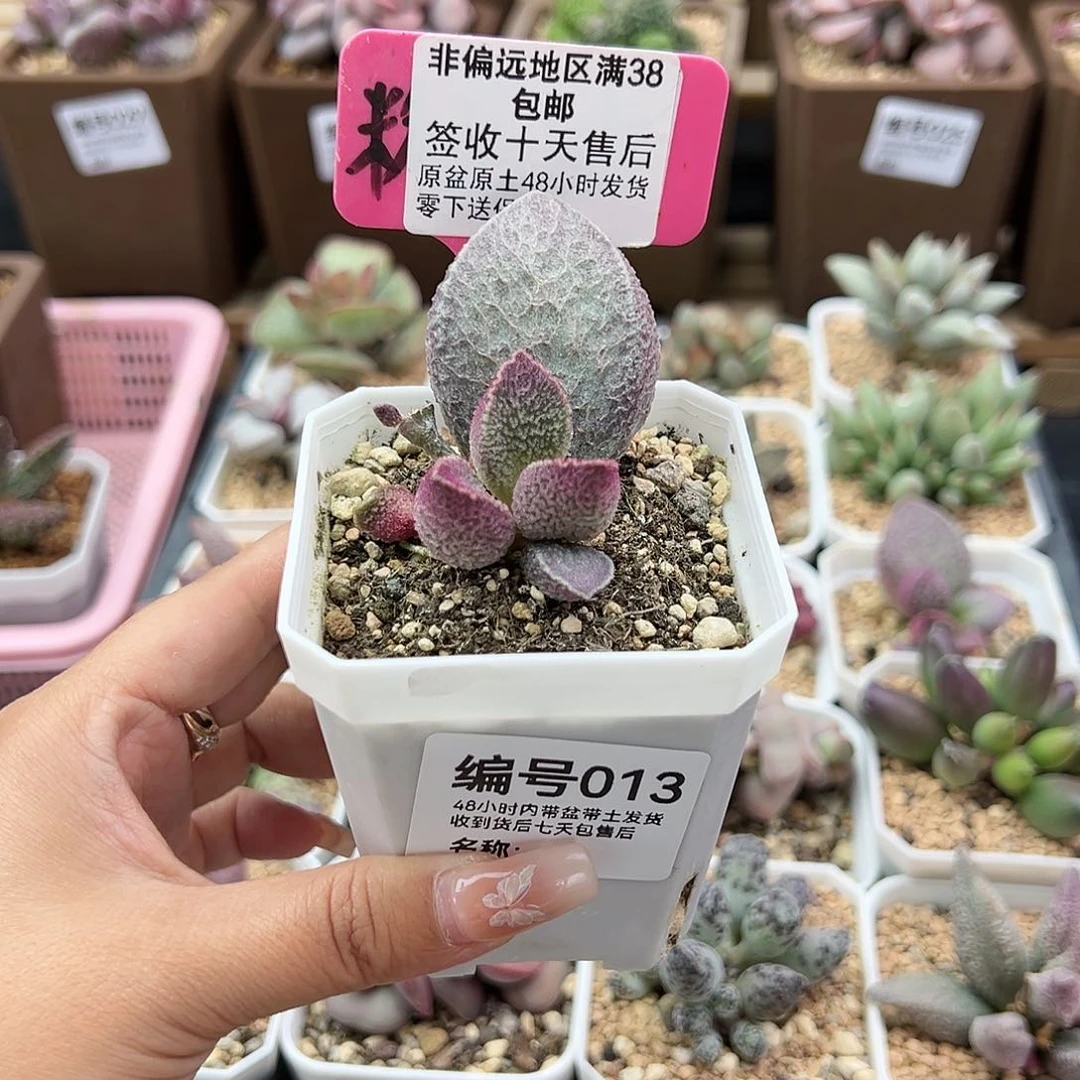 形***.013哈默猪肝多肉植物