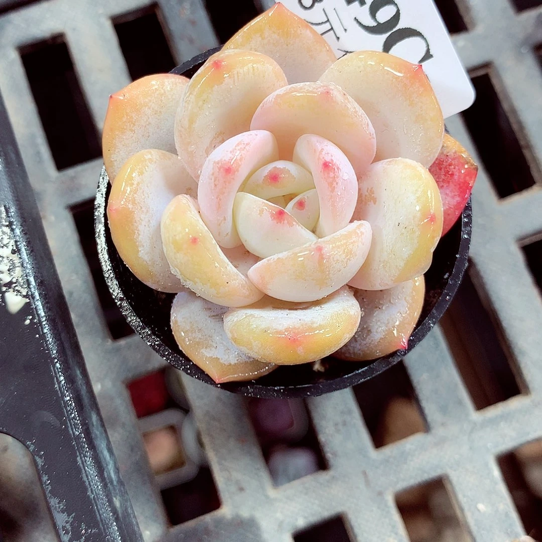 5厘米盆精控多肉349