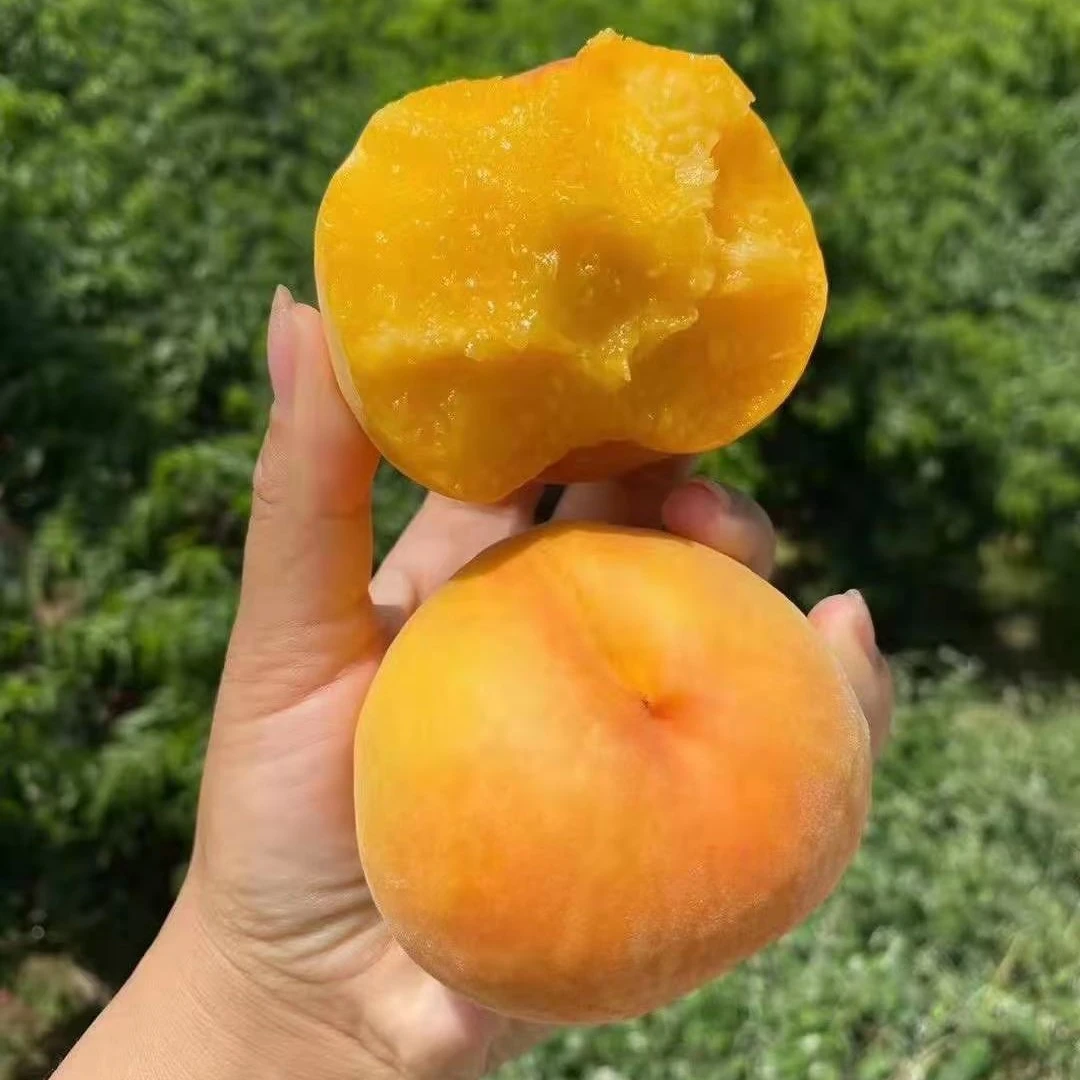 陕西黄金蜜桃现摘现发5斤整箱包邮