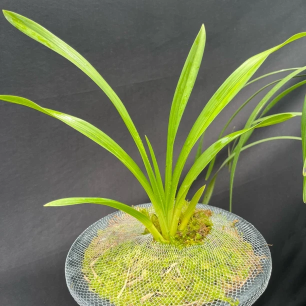 A13（矮种藏虎 稿艺）一苗 叶花双艺 奇花异草 农家自养