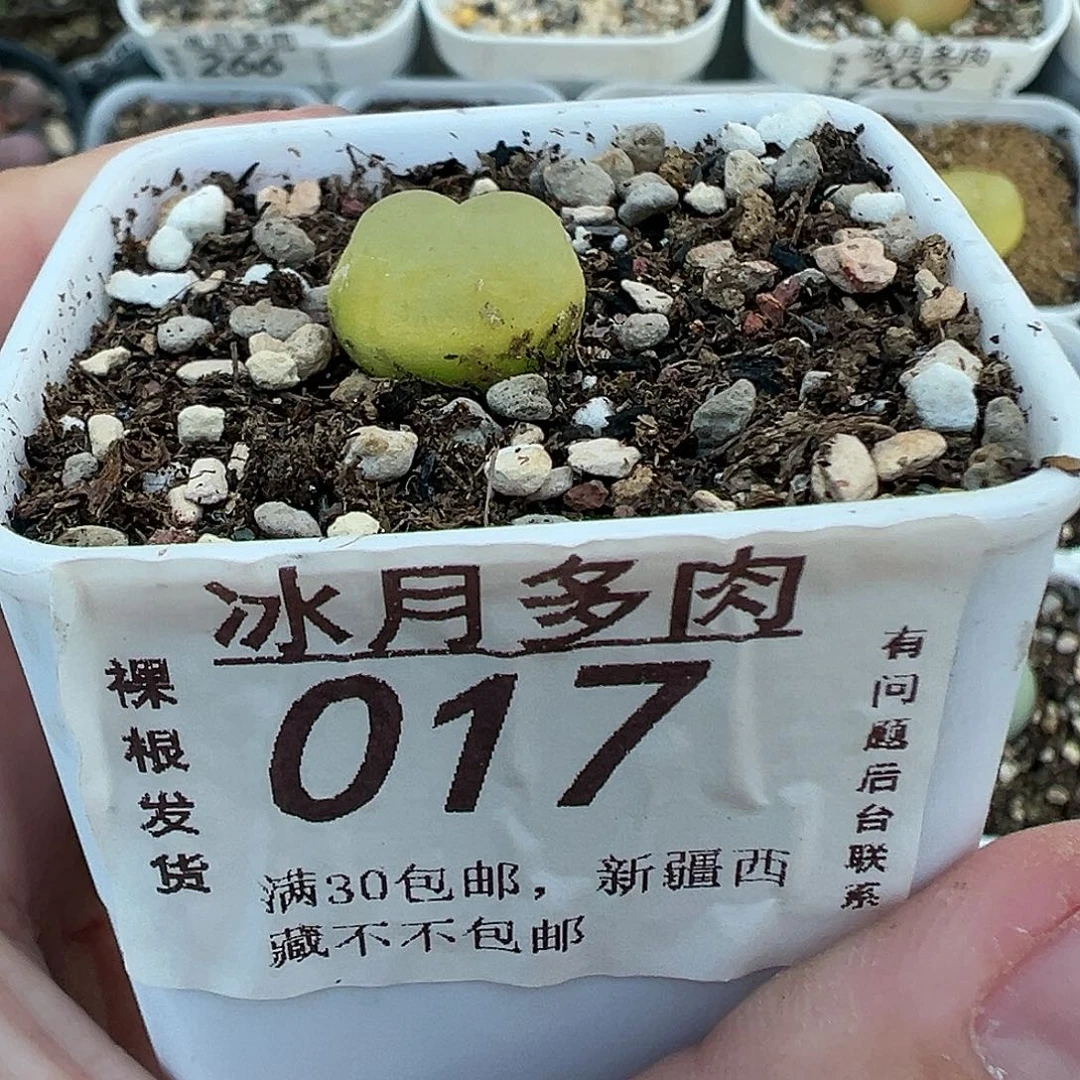 017拉登带盆土发货