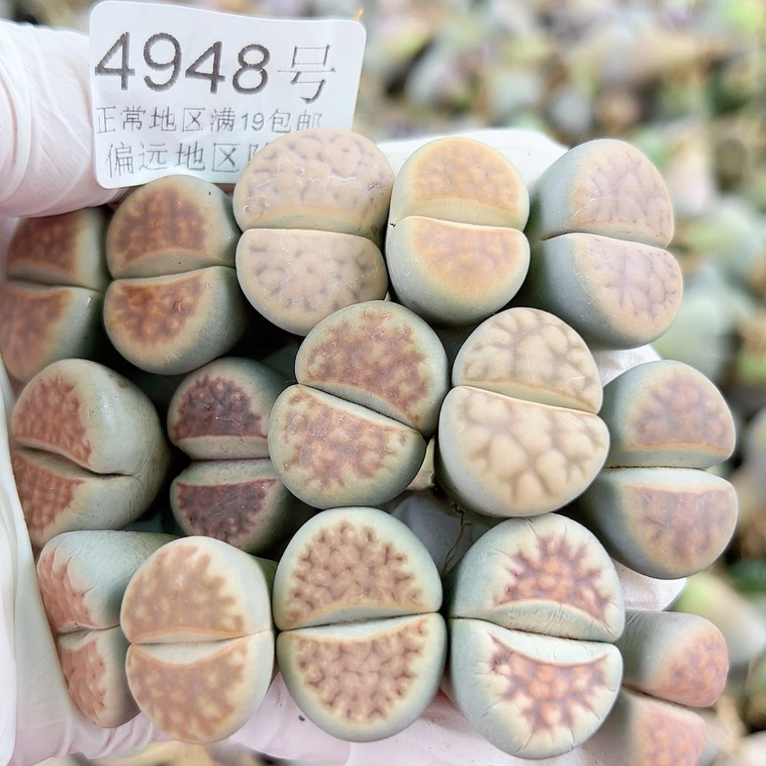 4948 好养易活生石花大母本15个