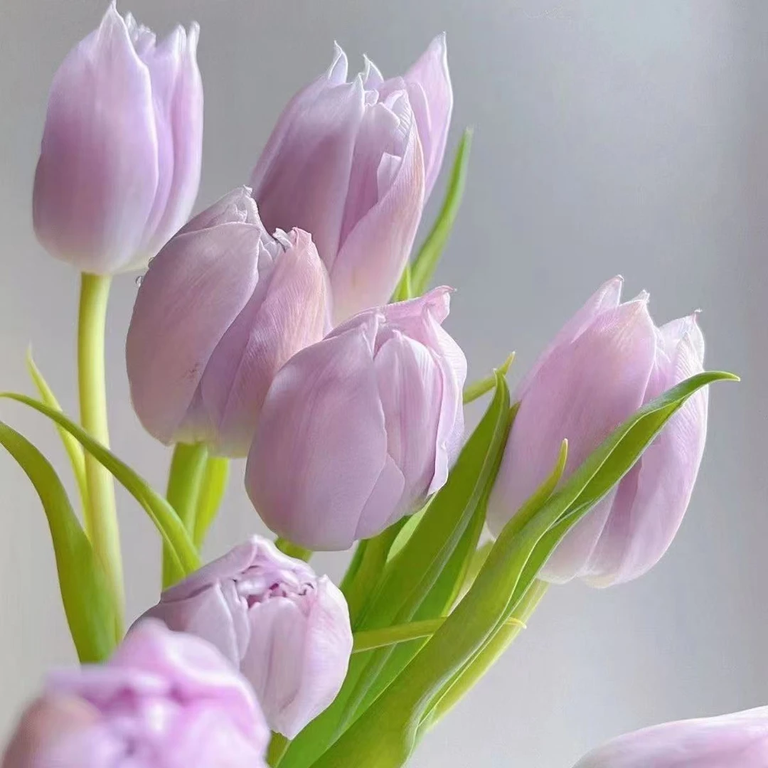 【新疆包邮】郁金香种球荷兰进口耐寒新手好养水培室内桌面盆栽花卉