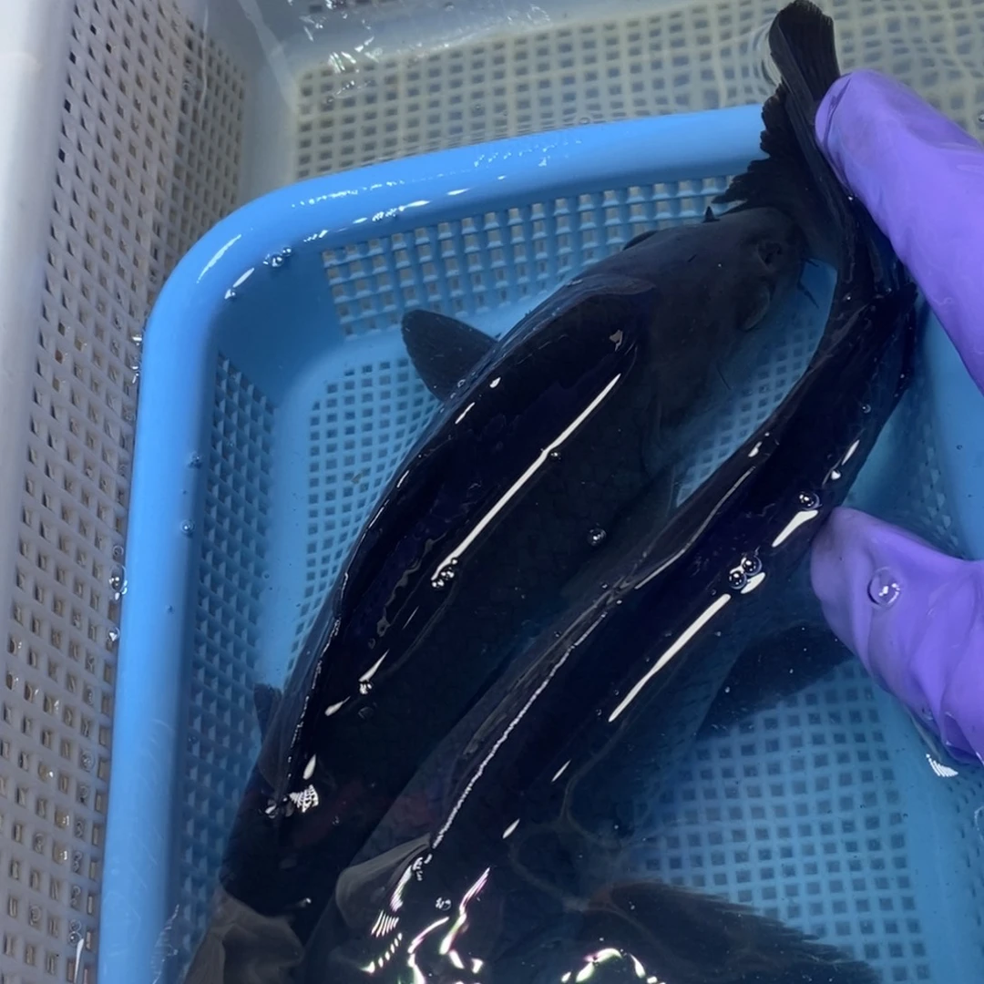 锦鲤冷水锦鲤包邮