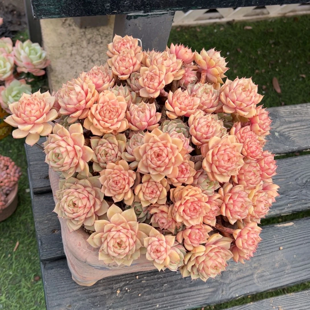 本吧老桩一物一拍