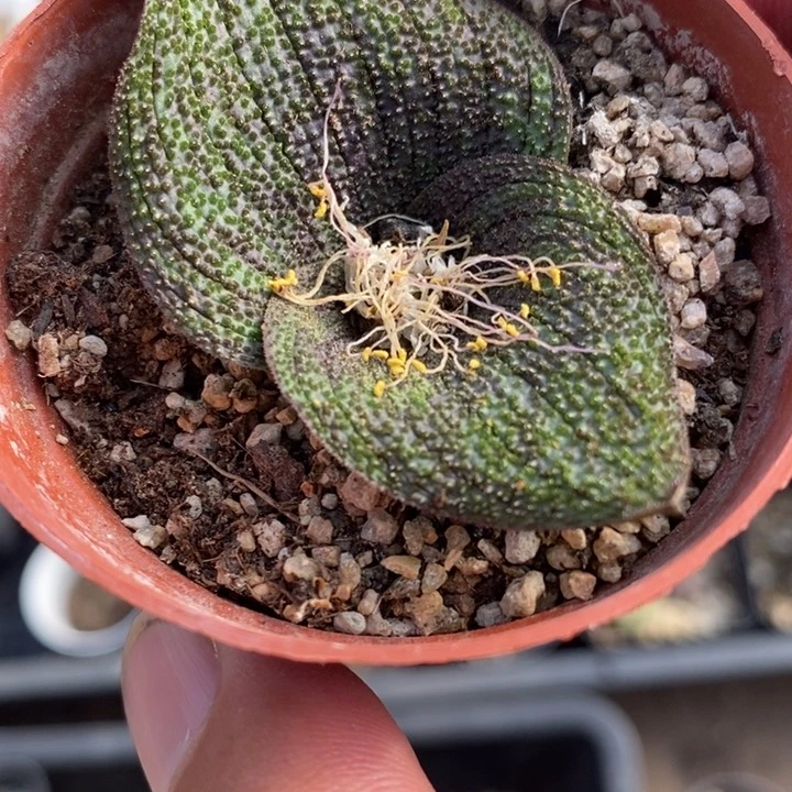 1754紫镜一颗一颗