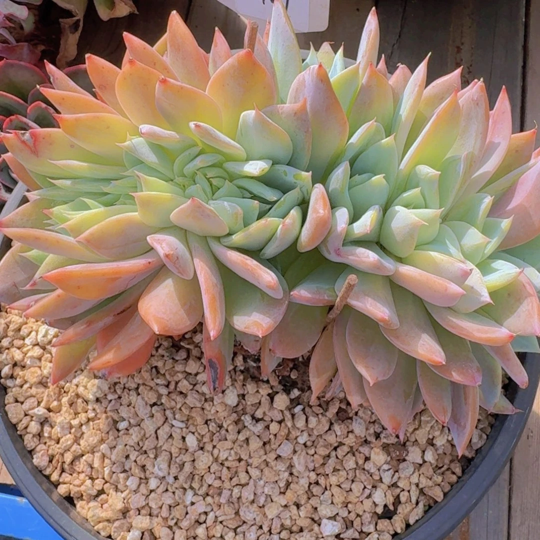 1447烟火缀凡艺多肉