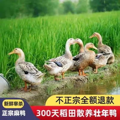 四川稻田散养壮年鸭300天(黄皮红肉~带内脏)净重4斤