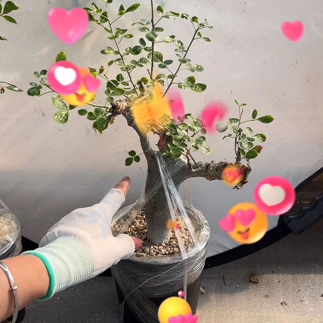 汤圆植物图坎橄榄