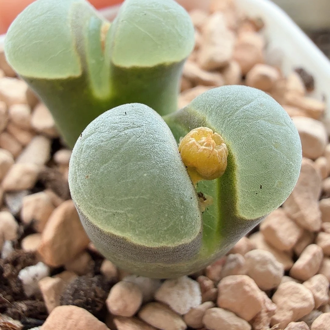 2.9.6/Msg2151极窗风铃双头/多肉