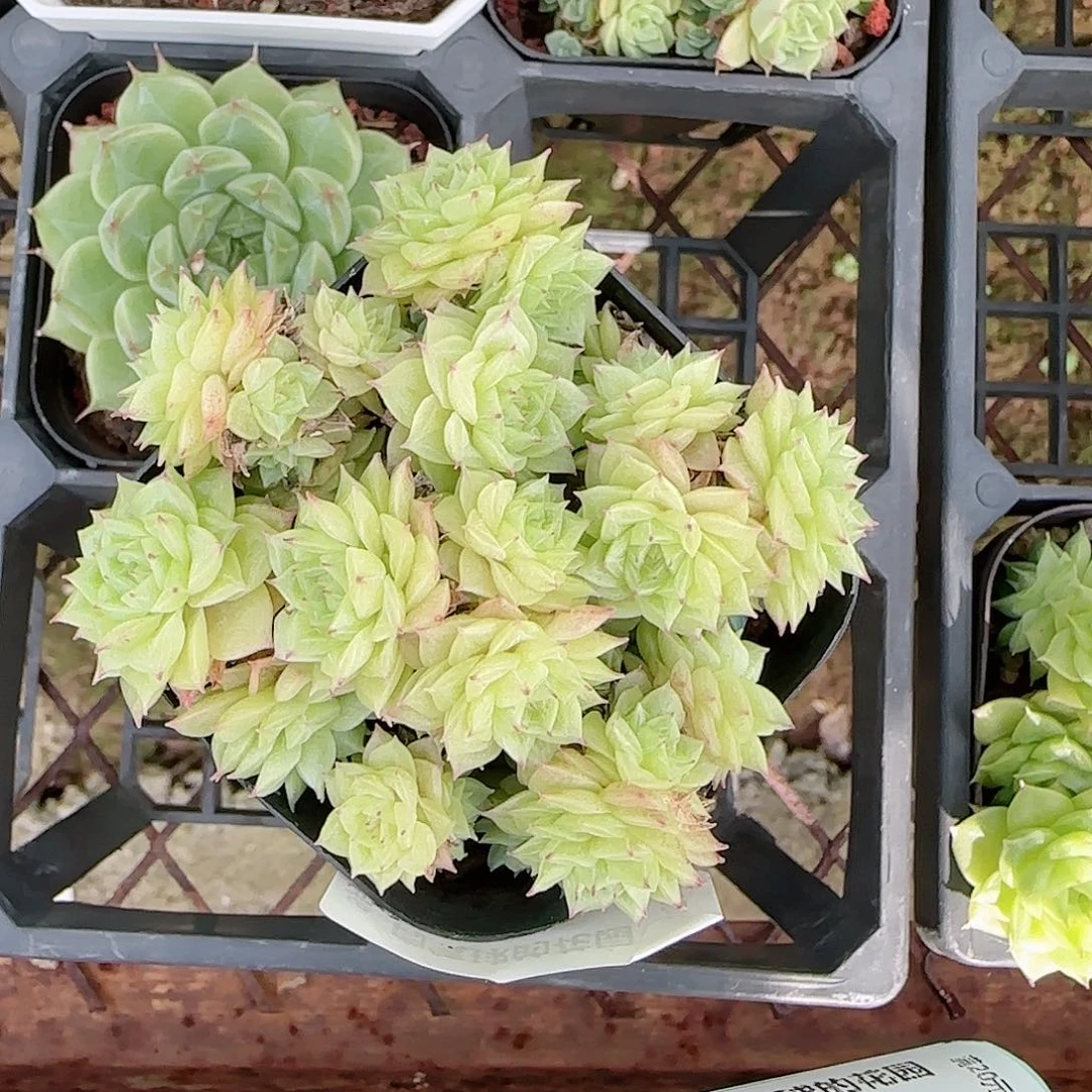 0915--123麦秆不包整