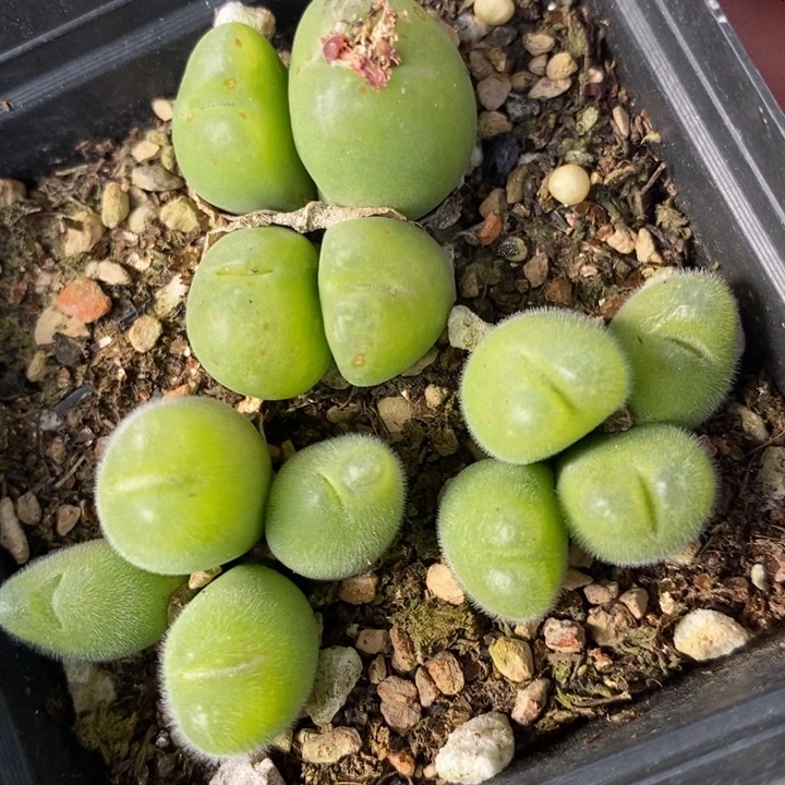 441长毛毛翠滴一盒