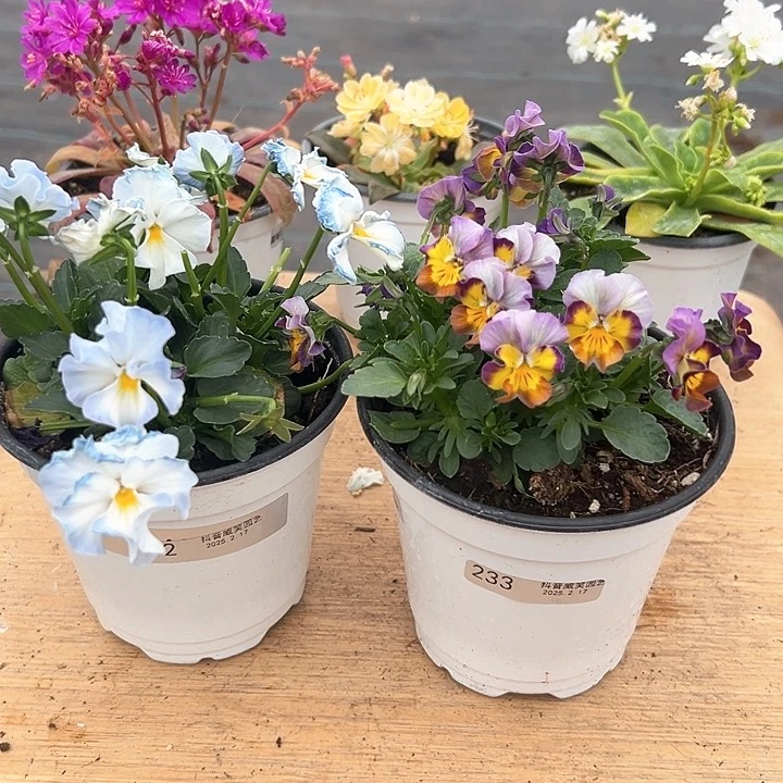 红陶抖音直播闪拍232-233