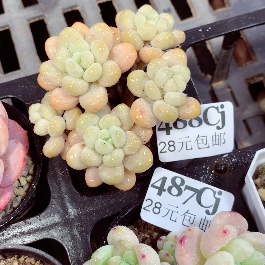 5厘米盆精控多肉488