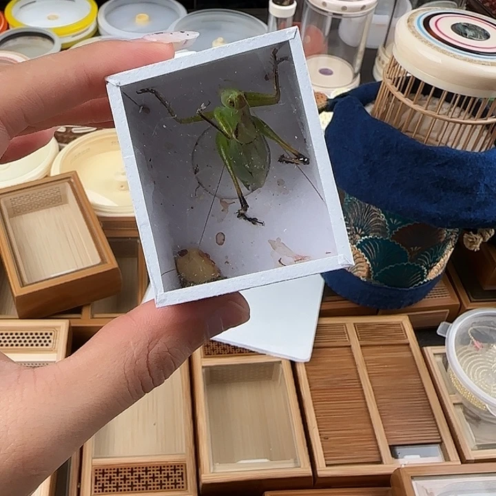 小***叔蟋蟀扎嘴一只嗯嗯嗯
