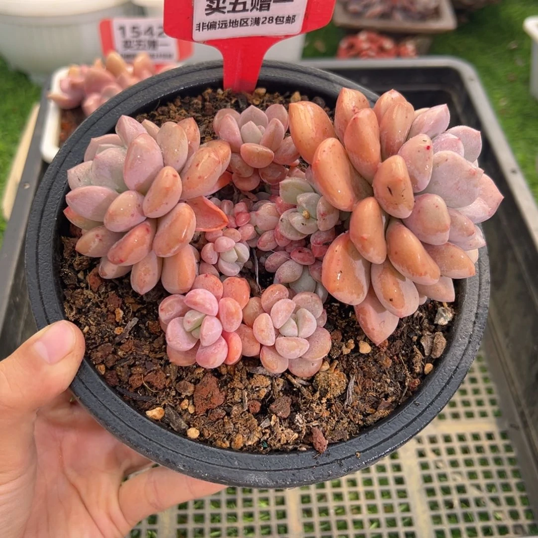 表妹精品多肉1434.