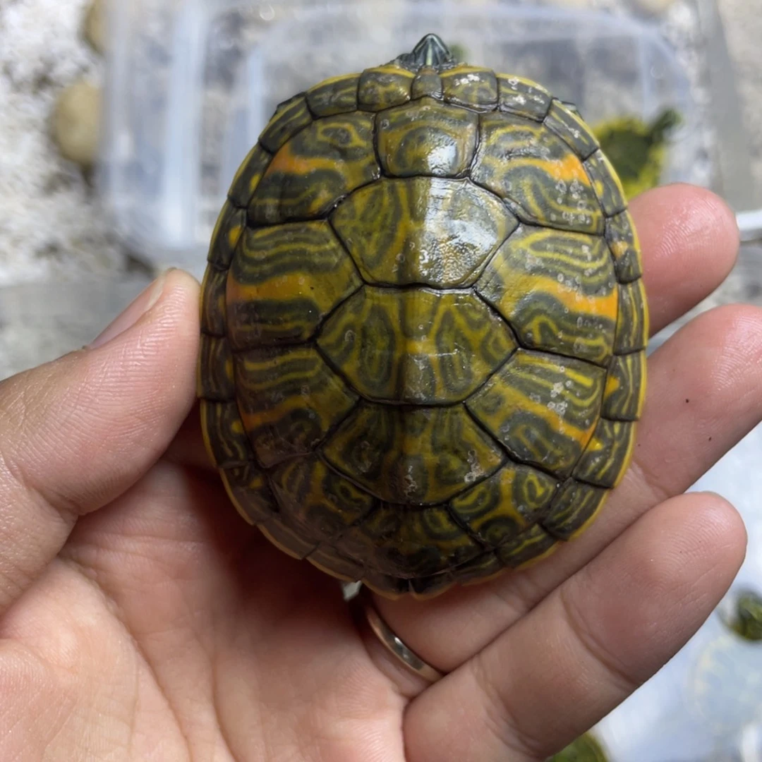 【闪购商品】火焰龟