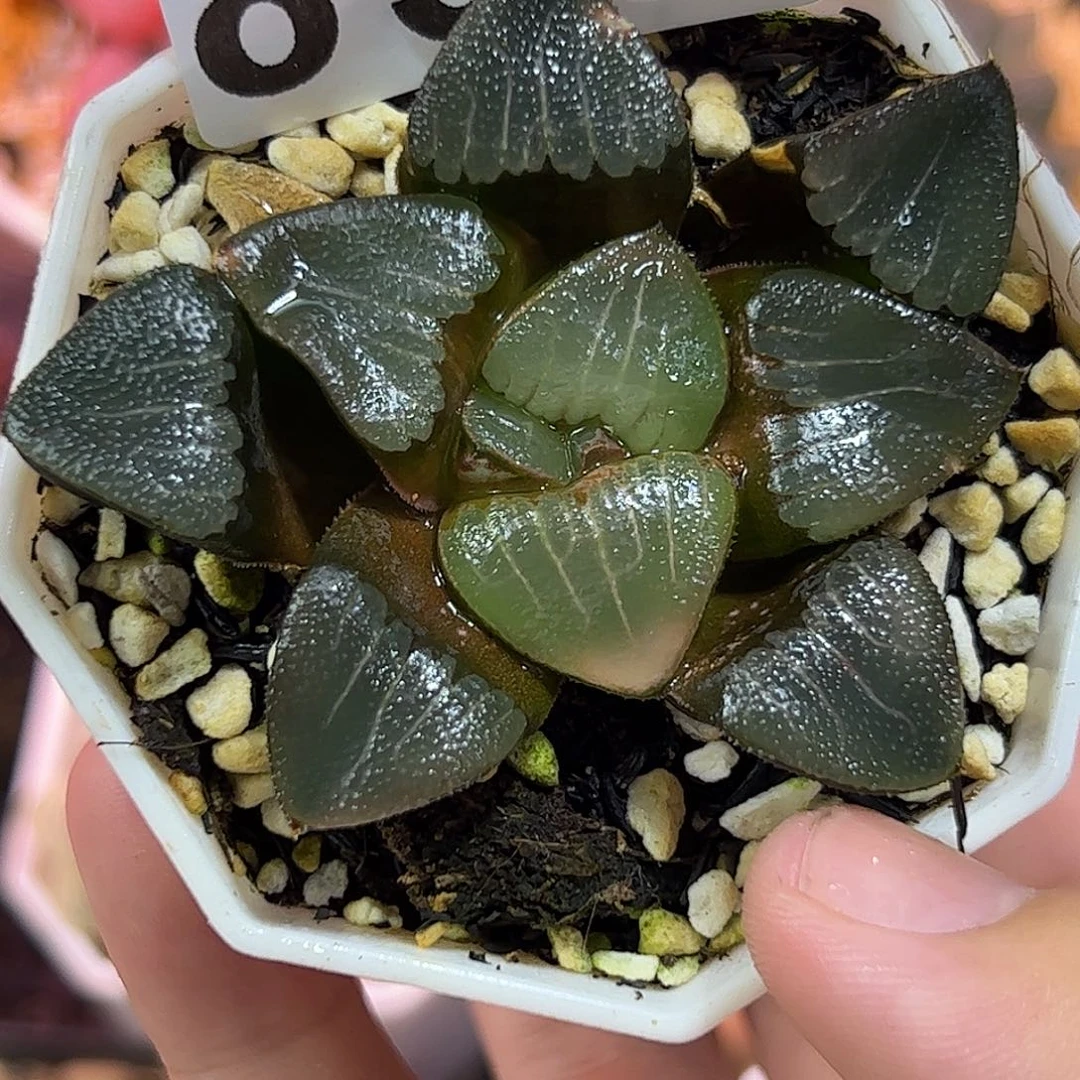 896红红火火恍恍惚惚