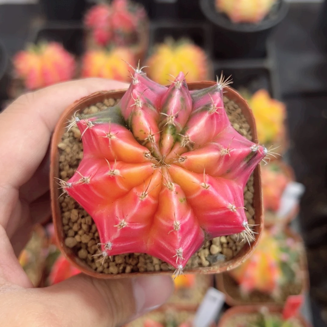 精品米哈——（默认脱土发货）