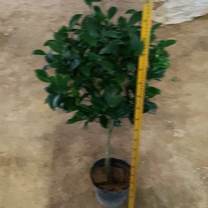 无花朵美人艳。