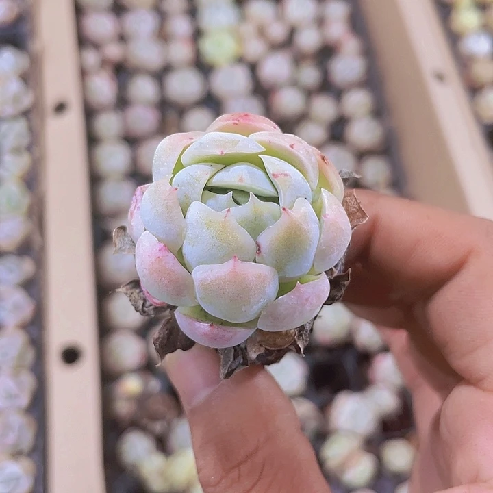 贝瑞精品多肉量拍