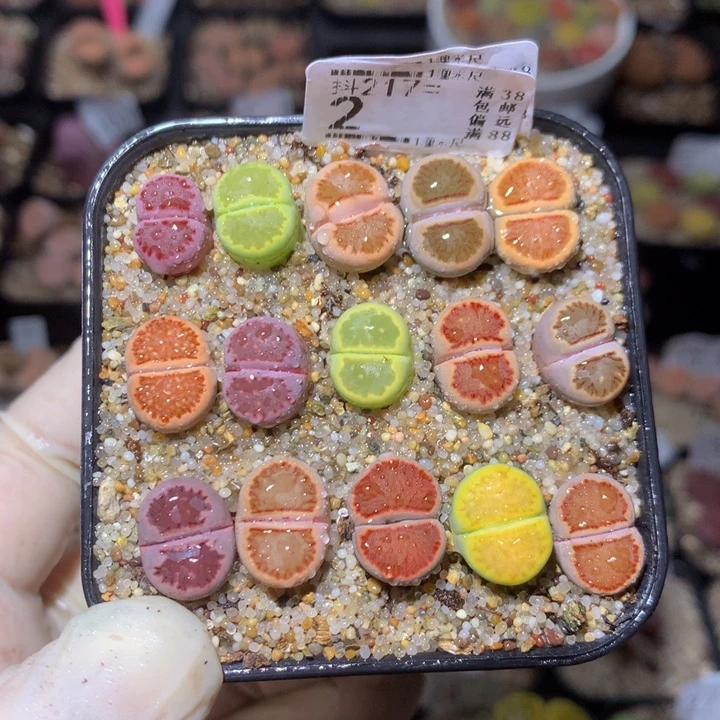 精品生石花217.2菊饼干