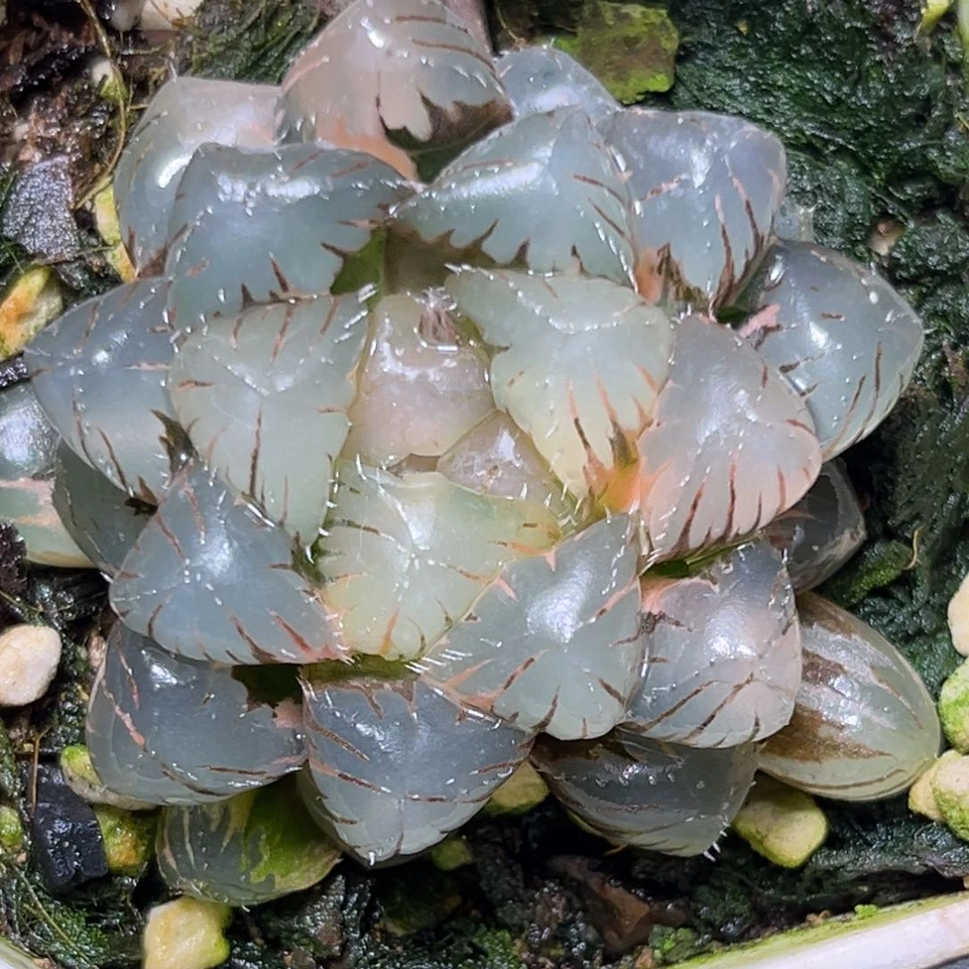 恭喜发财大吉大利865