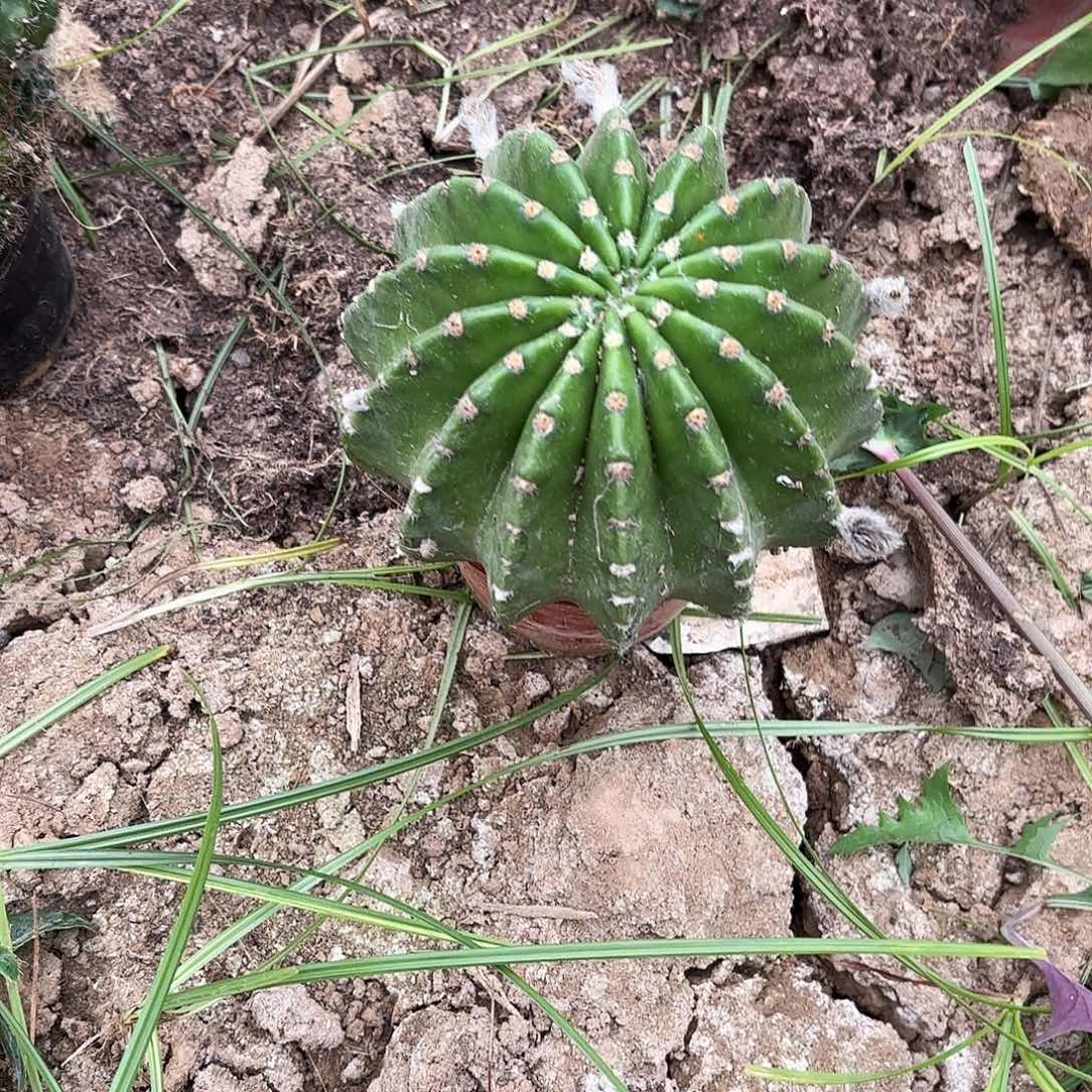 布***丁63 号掉侧牙牙无售后