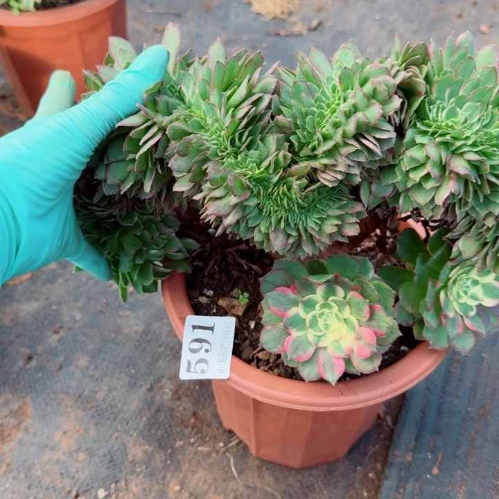 591海王缀化多肉植物满28包邮