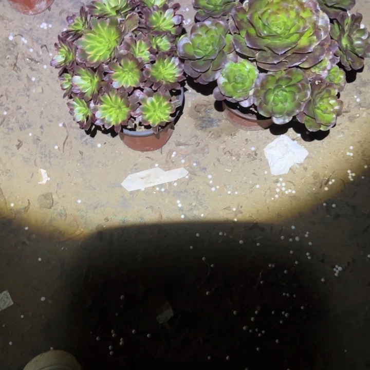 不包侧枝一物一拍82