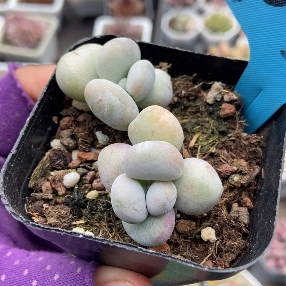 1003油煎多肉植物多肉
