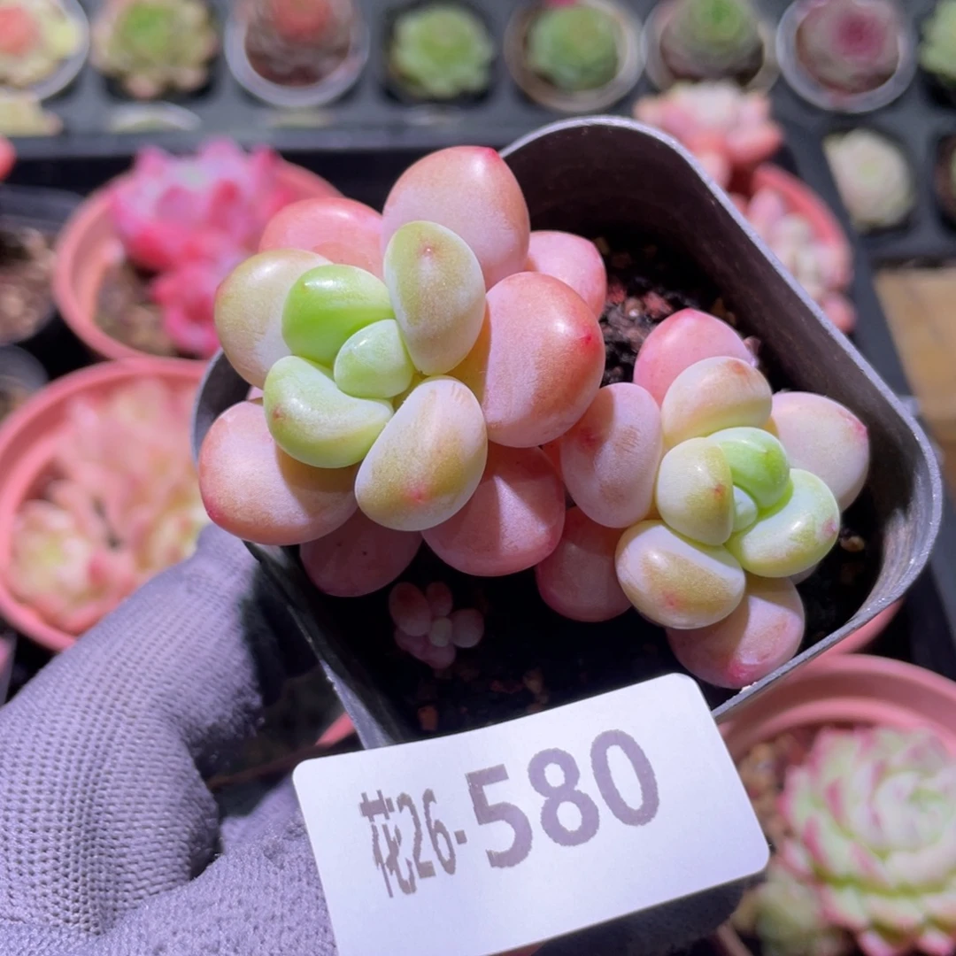 花利美26-580洛神