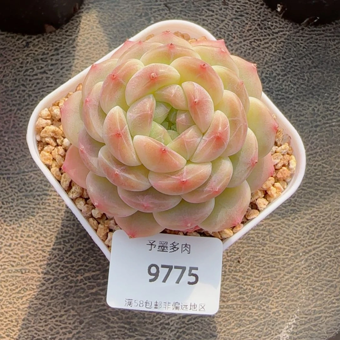 尹***羹浅色底冰魄，9775多肉植物
