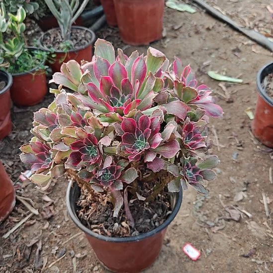 浣纱加急发货法师16