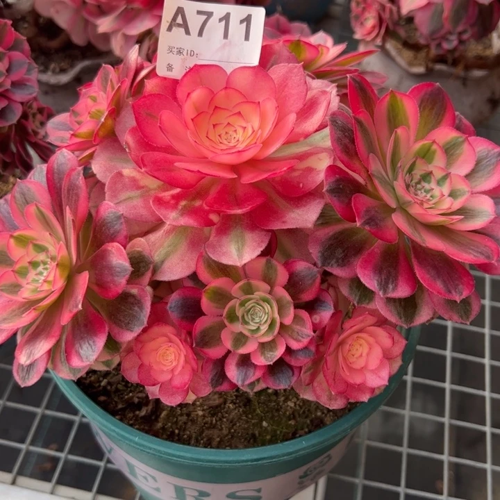 711倾城小精品20厘米左右