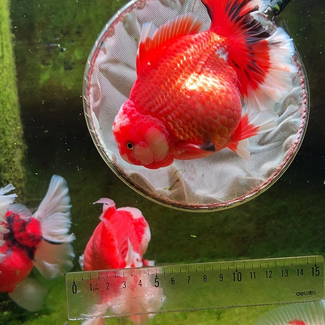 金鱼冷水金鱼百褶泰狮