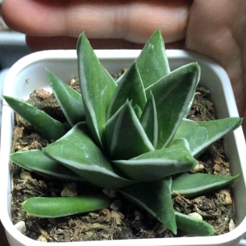 白折瑞鹤带盆发货哈哈哈