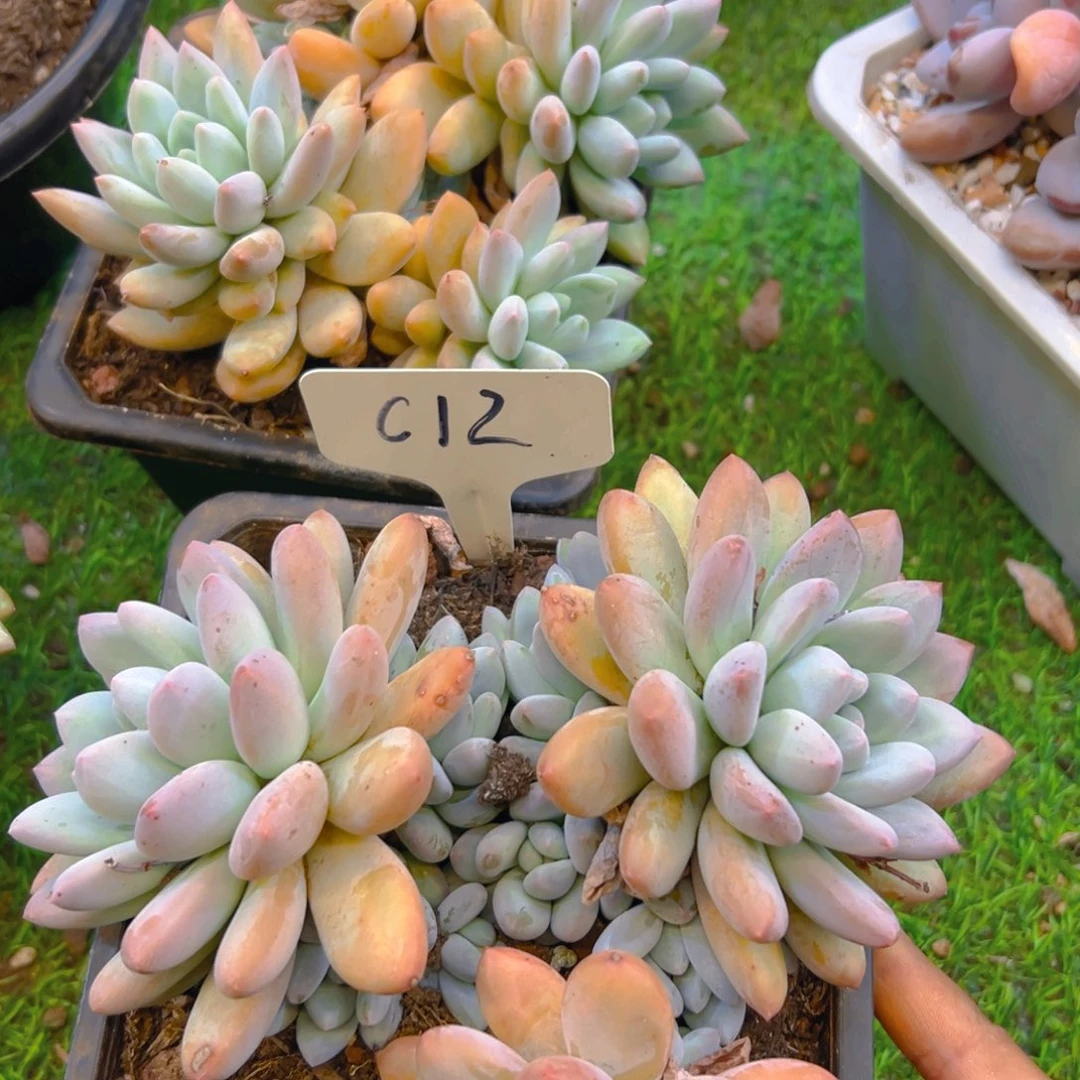 香水c12号一物一拍