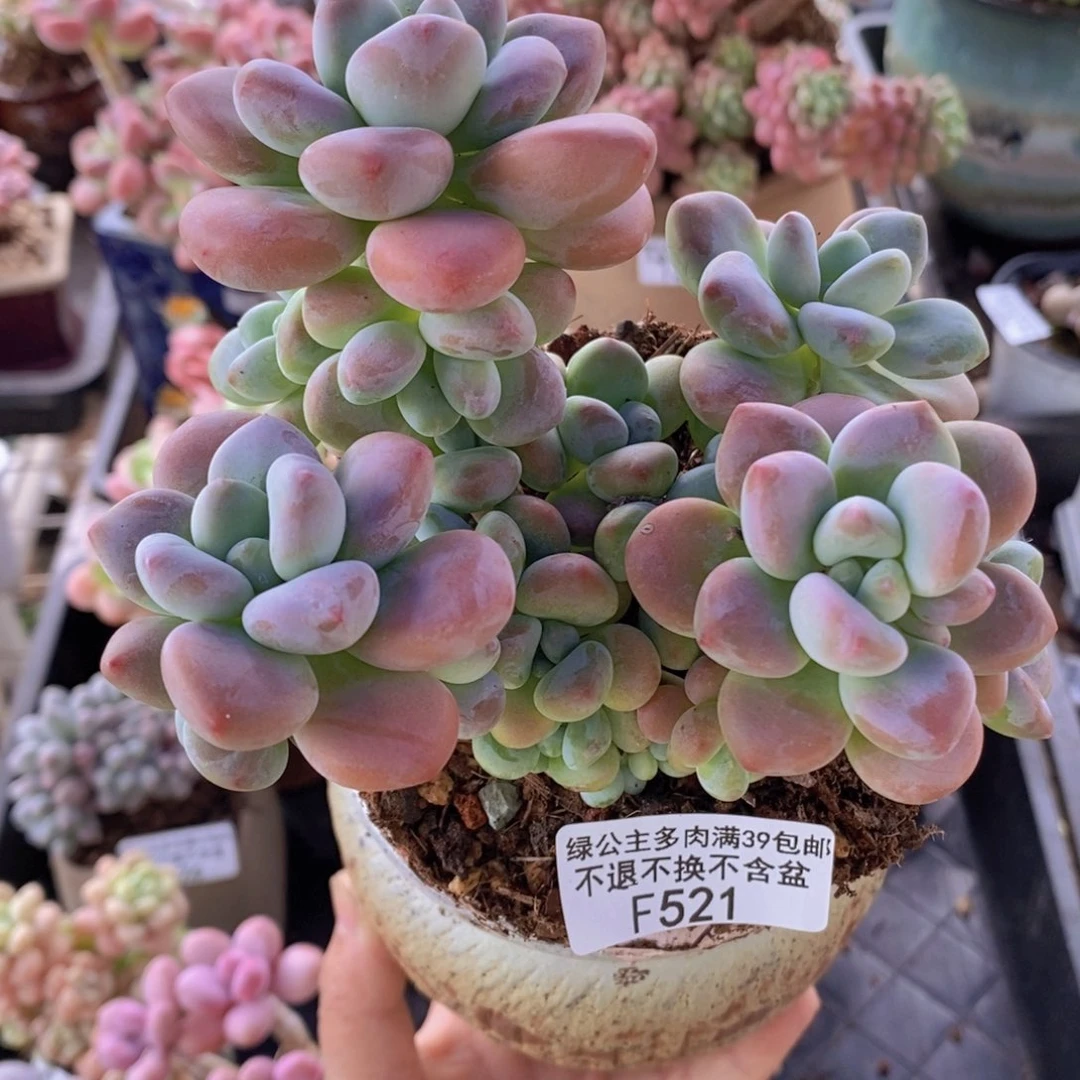 香水洛神11cm521多肉植物