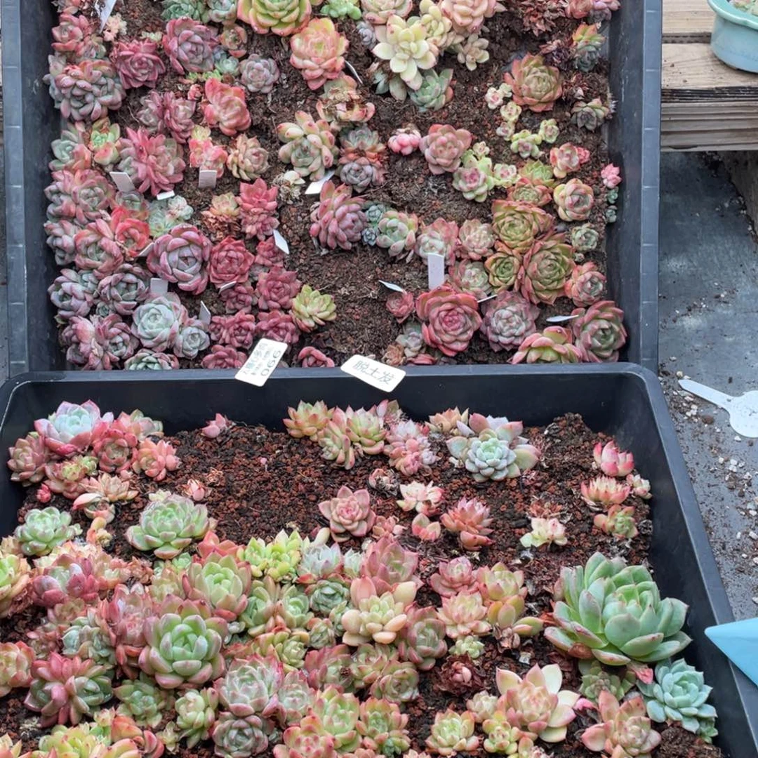 云糖心多肉植物66