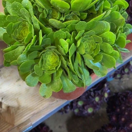 绿羊绒11.99加急发明天早上