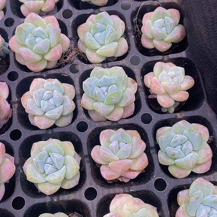 86 多肉植物盆栽花卉