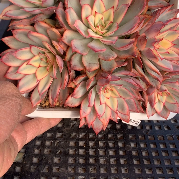 c672一物一拍多肉植物